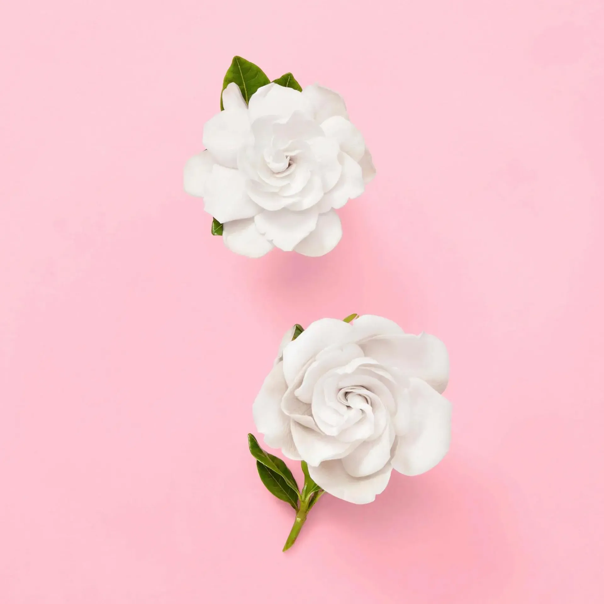 Gucci Hajuvedet<Flora Gorgeous Gardenia EdP tuoksu 30 ml