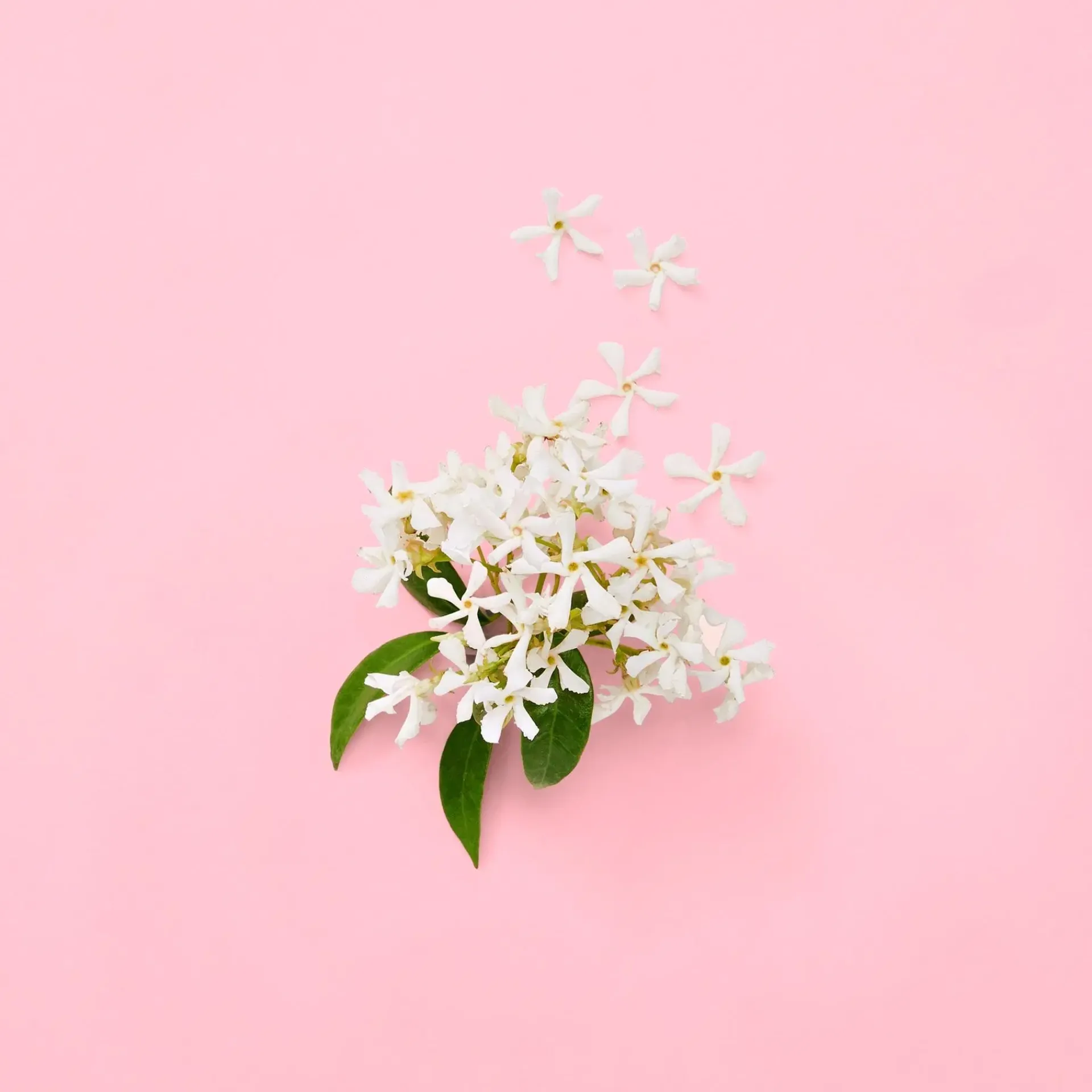 Gucci Hajuvedet<Flora Gorgeous Jasmin for Woman EdP tuoksu 30 ml